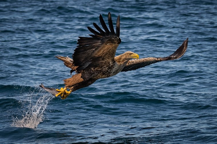 096 Isle of Mull, europese zeearend.jpg